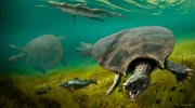 Reconstruction of Stupendemys geographicus