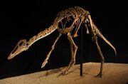 Anserimimus skeleton