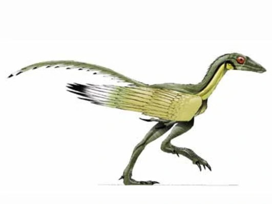 Digital restoration of the pectoral girdles of two Early Cretaceous birds  and implications for early-flight evolution