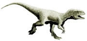 Austrocheirus