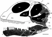 Skull of Tazoudasaurus