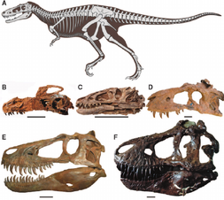 The-anatomy-of-tyrannosaurs-showing-the-variety-of-skeletal-and-cranial-morphology-in