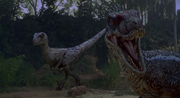 Velociraptor jp3
