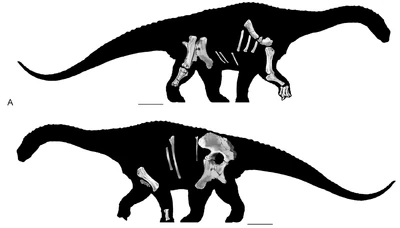 800px-Diamantinasaurus skeletals