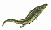 Benthosuchus2DB2small