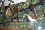 Presbyornis at DAK