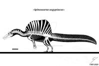 Skeleton spinosaurus aegyptiacus model