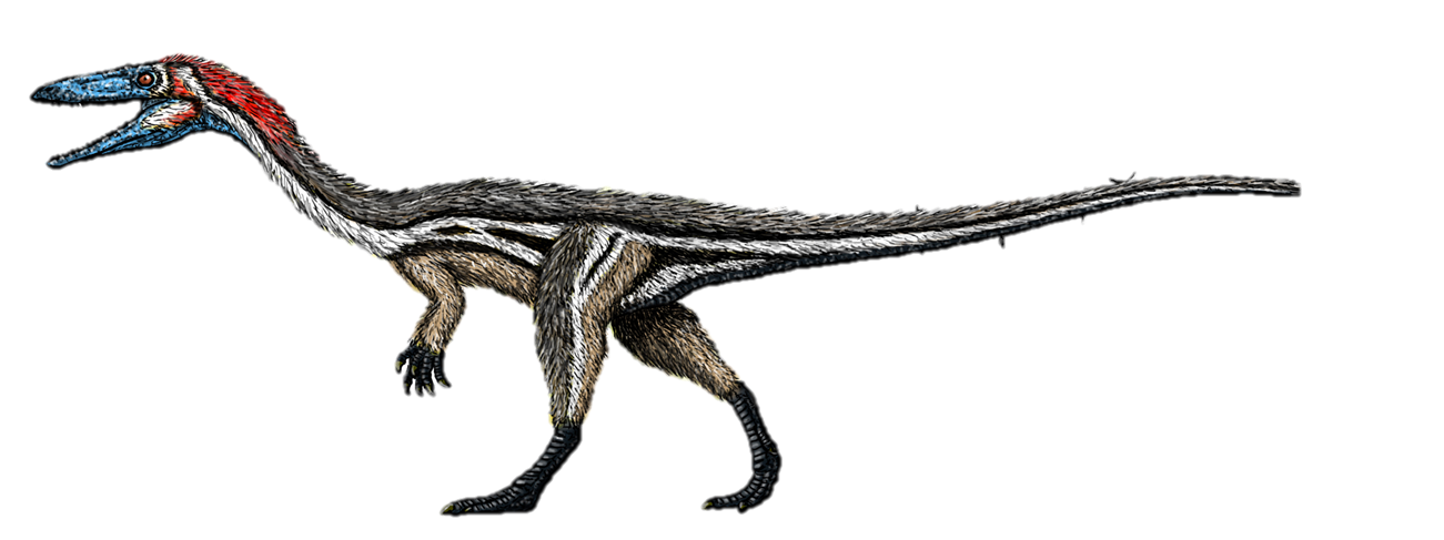 Coelophysis Dinopedia Fandom