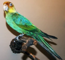 Conuropsis carolinensis (Carolina parakeet)