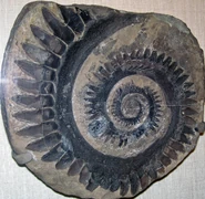 Helicoprion tooth whorl.jpg (5.36 MB) Image of Helicoprion jaw imprint