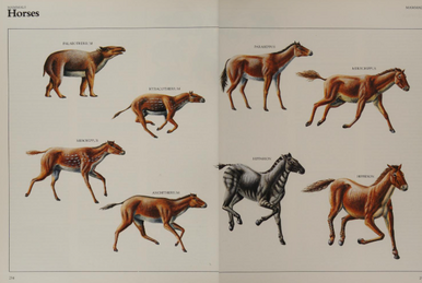 horse evolution chart