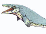 Mosasaurus