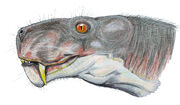 Aelur tigriceps1DB