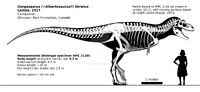 Gorgosaurus libratus skeletal reconstruction by randomdinos dcav3cn-fullview