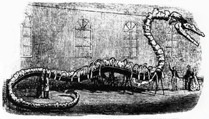 Albert Koch's "Hydrarchos" fossil skeleton from 1845, two Basilosaurus or Pontogeneus skeletons tied together which was presented as the bones of an ancient sea monster. The skeleton was destroyed during the great Chicago fire in 1871.