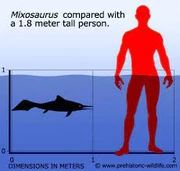 A Mixosaurus compared to a Human