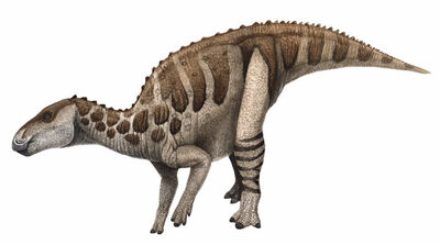 Bactrosaurus.jpg