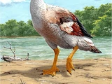 Garganornis