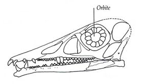 Eudimorphodon 04