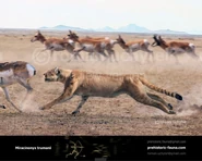 Miracinonyx-trumani-(hunting)-738x591.jpg (96 KB)
