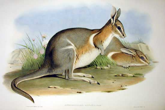 Nailtail Wallaby Photos, Pictures and Images