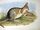 Crescent nail-tail wallaby