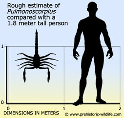 Pulmonoscorpius-size