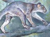 Adapis