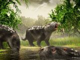 Rodentia