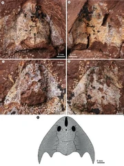 Anjiaspis ericius fossil