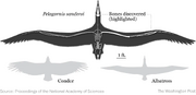 1484 birdfossilB