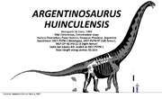 Argentinosaurus huinculensis Skeletal