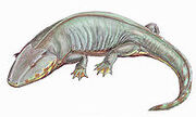 Scapherpeton