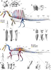 African Spinosaurids