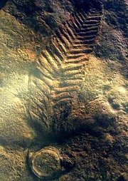 Charniodiscus