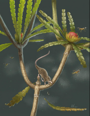 Microdocodon gracilis