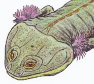 20191221 130933.jpg (47 KB) Temnospondyl gills.