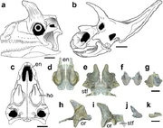 Reconstruction of the skull compared to that of 