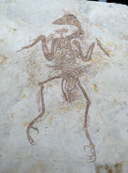 Explorornis