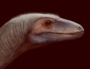 A picture of Amanasaurus's head.