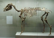 Skeleton of Hippotherium