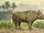 Aceratherium