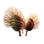 Estonian Museum of Natural History - Micromitra Undosa