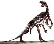 12-Muttaburrasaurus