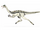 Archaeornithomimus