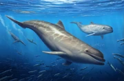 Olympicetus thalassodon reconstruction