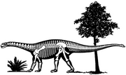 Shunosaurus skeletal