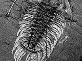 Olenoides