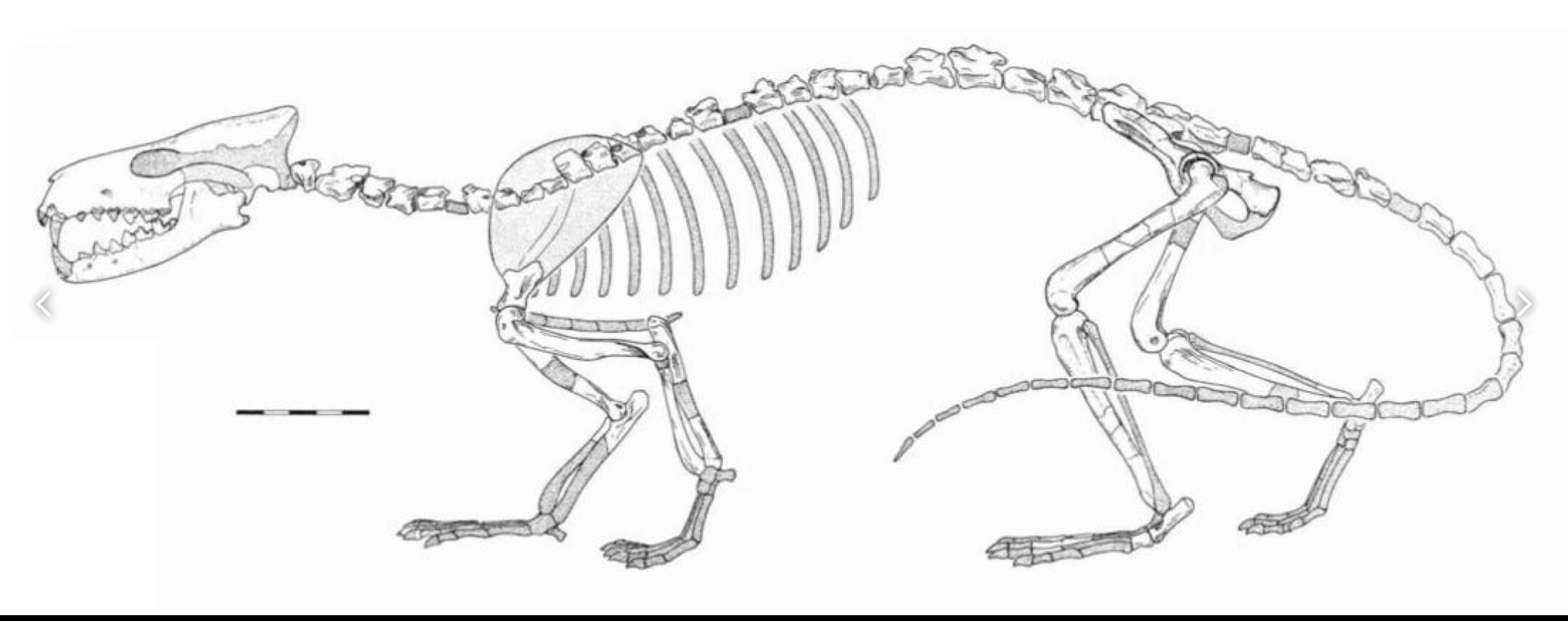 Prolimnocyon, Dinopedia