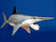 Helicoprion1337.jpg (217 KB) 3D reconstruction